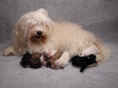 Bichon Havanais hvalpe - Miki Nanoq Smilla